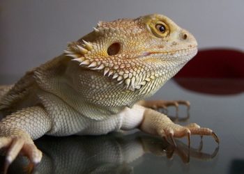 Bearded Dragon Nail Clipper