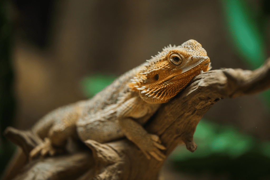 Bearded Dragon Supplies List MyPetCareJoy