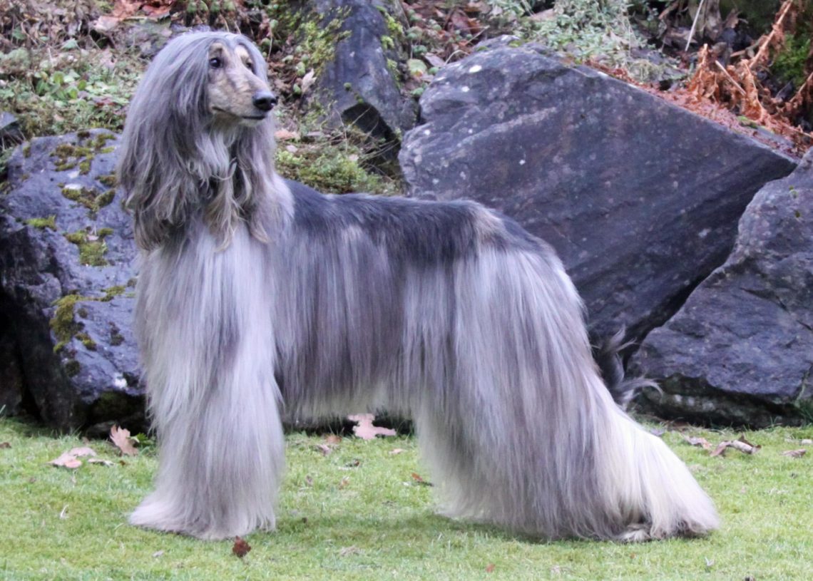 How To Groom The Coat Of Your Afghan Hound? MyPetCareJoy