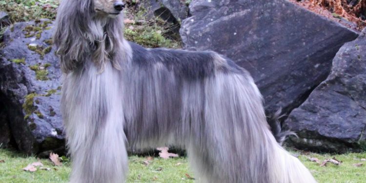 Best Coat For An Afghan hound