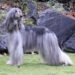 Best Coat For An Afghan hound