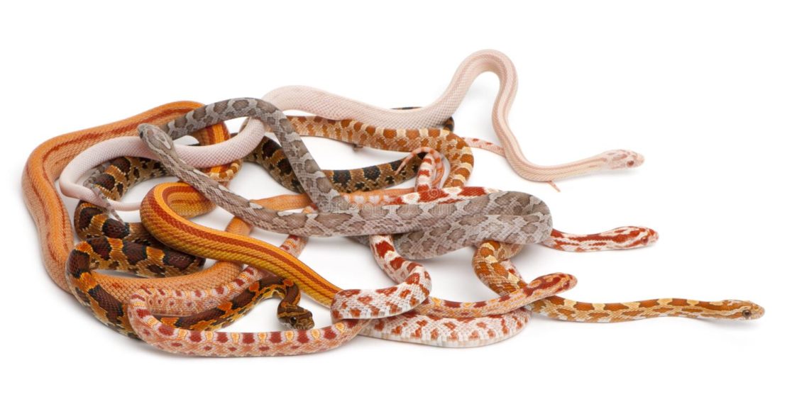 Best Corn Snake Morphs MyPetCareJoy
