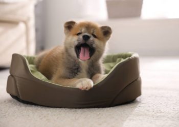 Best Dog Beds for Akita