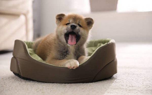 Best Dog Beds for Akita