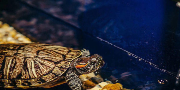 Best Filter System For Box Turtles