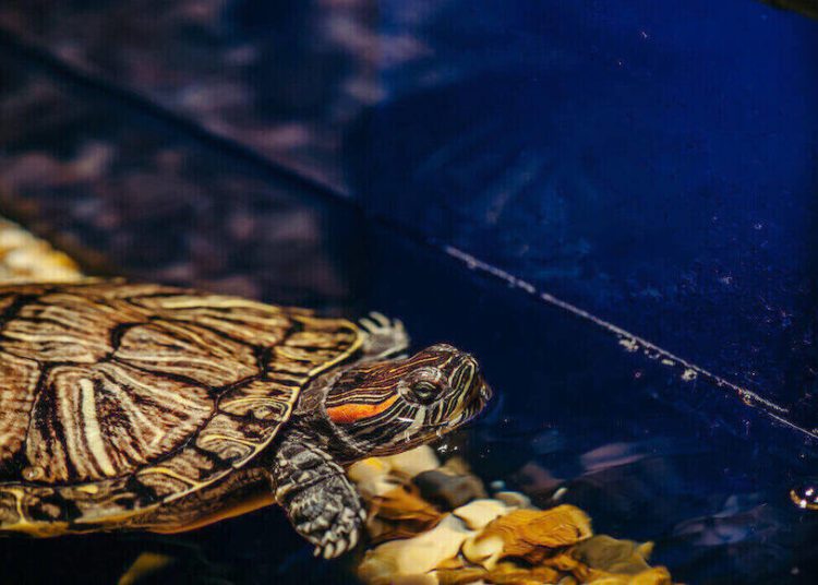 5 Best Plants For Box Turtle Habitat MyPetCareJoy