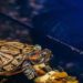 Best Filter System For Box Turtles