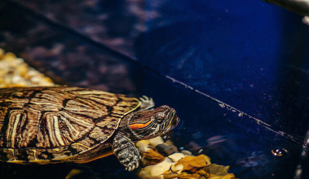 XEOGUIYA 3.5W 280 L/H Turtle Fish Tank Filter Low Level Waterfall Filter for Aquariums Fish Tank Turtle 74 GPH