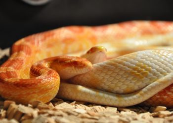Best Heat Mat For Corn Snake