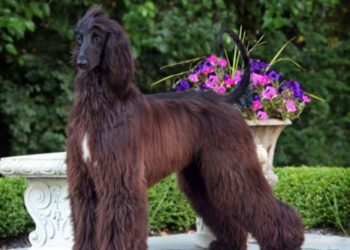 Best Outdoor Dog House For Afghan Hound