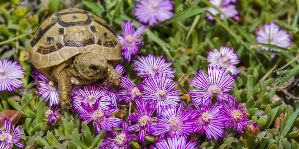 5 Best Plants For Box Turtle Habitat MyPetCareJoy