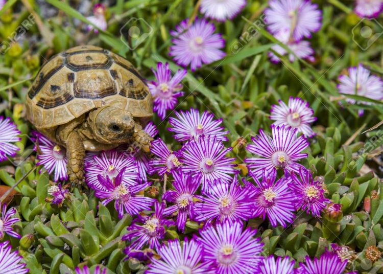 5 Best Substrate For Box Turtle MyPetCareJoy