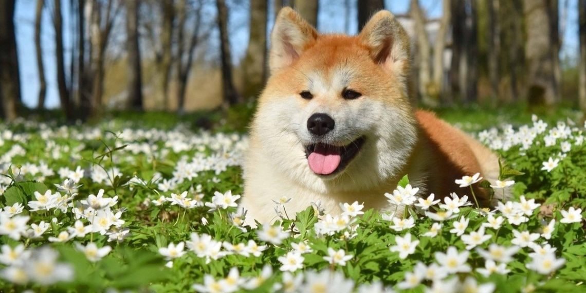 5 Best Shampoo For Akita | MyPetCareJoy