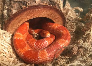 Best Substrate For Corn Snakes