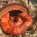 Best Substrate For Corn Snakes
