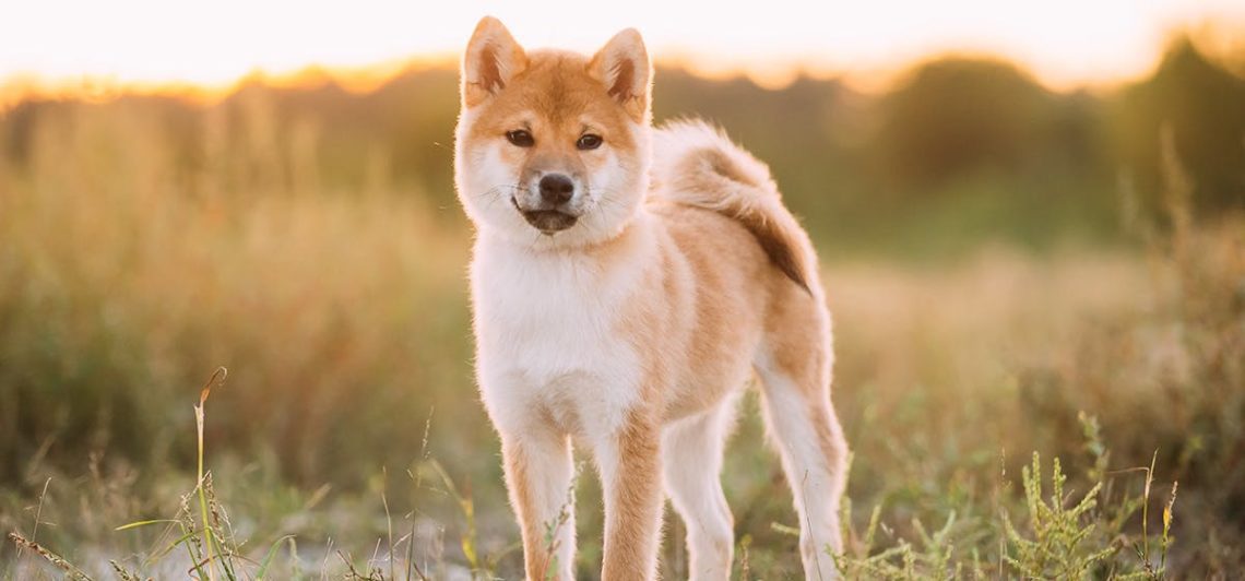 Can Akita Dogs Live In Warm Weather? | MyPetCareJoy