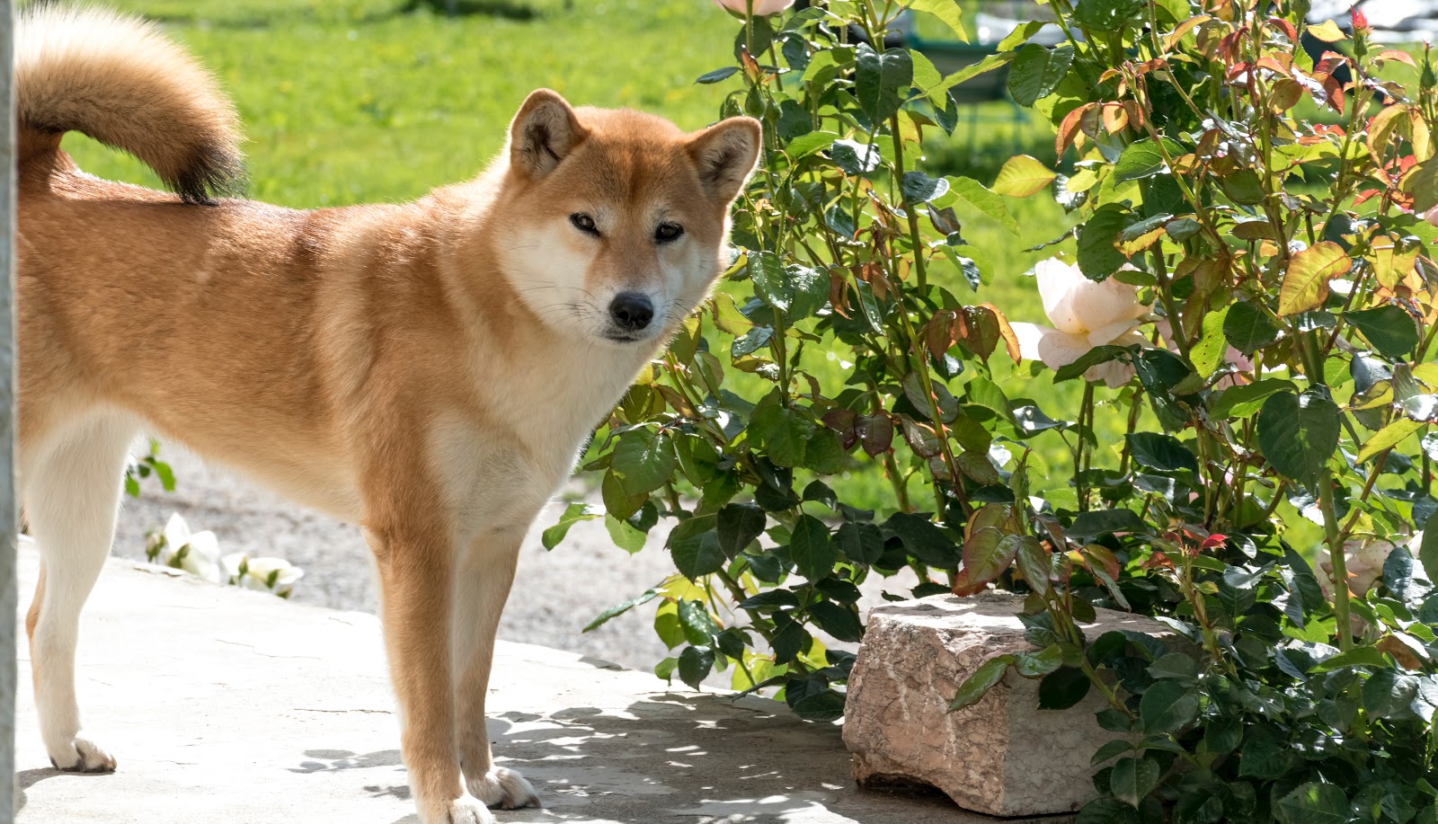 Can Akita Dogs Live In Warm Weather? | MyPetCareJoy