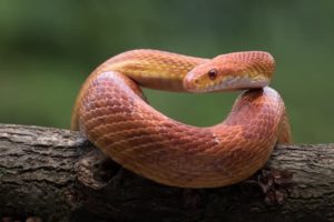 Can Corn Snakes Eat Fish