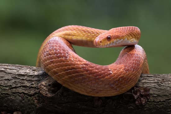 Can Corn Snakes Eat Fish? | MyPetCareJoy