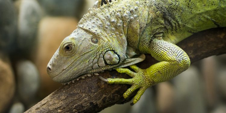 Can Iguanas Eat Avocado
