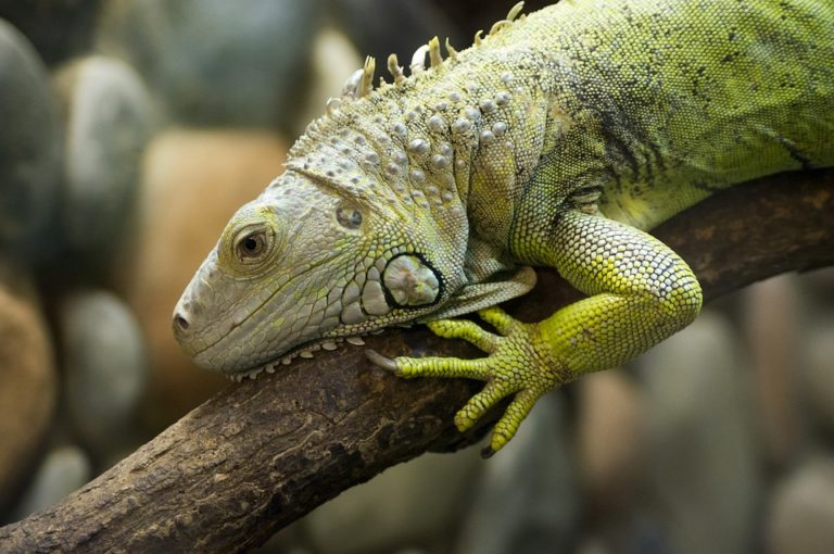 Can Iguanas Eat Pineapple? MyPetCareJoy