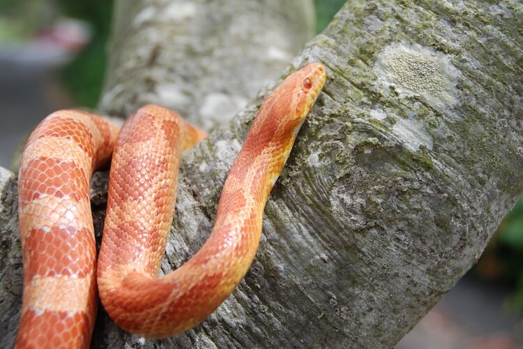 How Long Can a Corn Snake Go Without Eating? | MyPetCareJoy