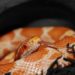 Corn Snake Temperatures And Humidity Requirements