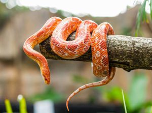 Corn Snake Temperatures-and-Humidity