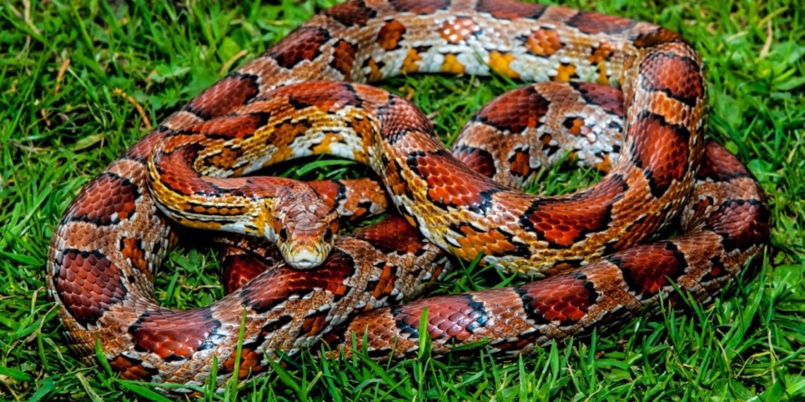 Corn Snake Humidity Care guide MyPetCareJoy