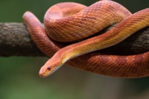 Corn-Snake Temperatures-and-Humidity