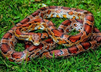 Corn Snake Temperatures and Humidity