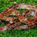 Corn Snake Temperatures and Humidity