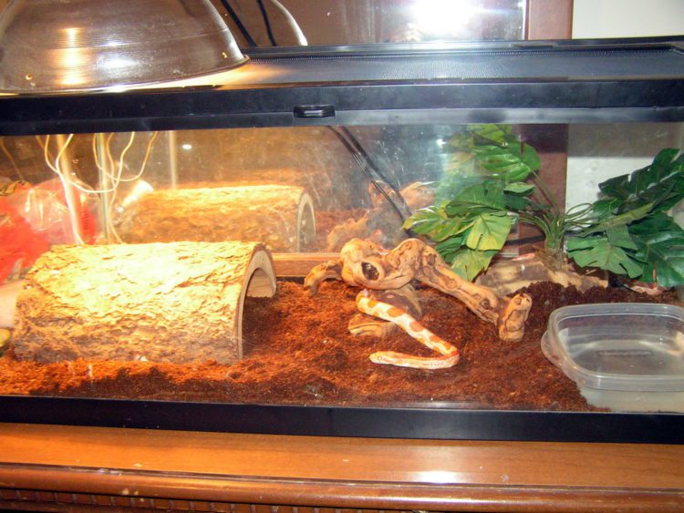 Corn Snake Terrarium Requirements | MyPetCareJoy