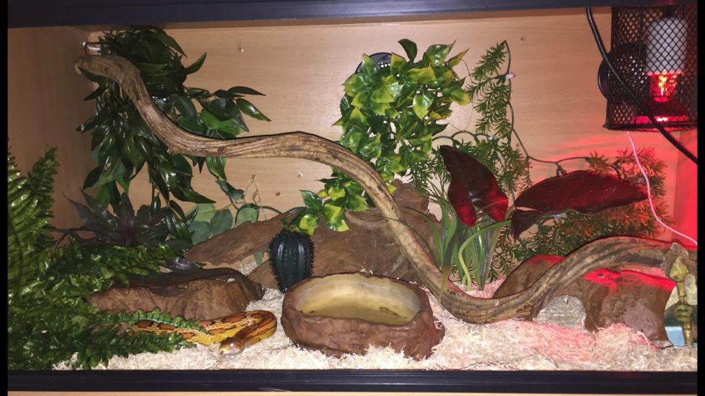 Corn Snake Terrarium Requirements MyPetCareJoy
