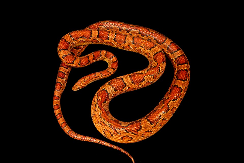 Corn Snake Terrarium Requirements MyPetCareJoy