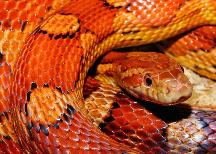 What Supplies Do You Need For A Pet Corn Snake? MyPetCareJoy