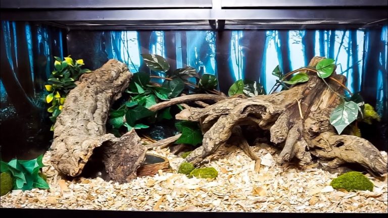 Decorating Your Corn Snake Terrarium | MyPetCareJoy