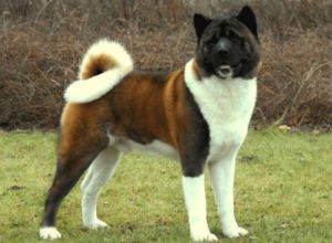 Do-Akita-Shed-A-Lot