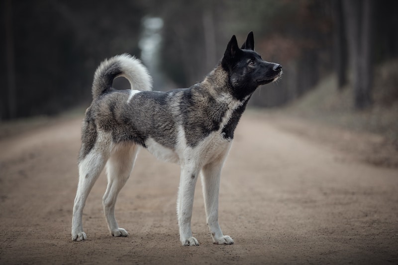 Do Akita Shed A Lot? Akita Shedding Guide | MyPetCareJoy