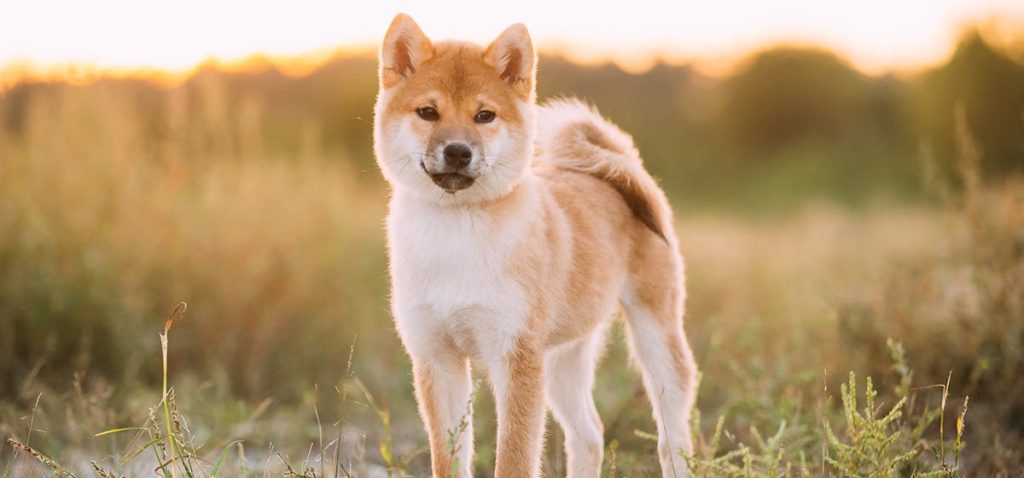 Do Akitas Tolerate Hot Weather? | MyPetCareJoy