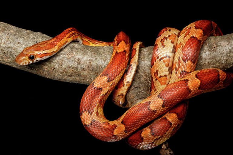 Feeding Your Corn Snake | What Do They Eat? | MyPetCareJoy