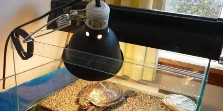 Heat Lamp For Box Turtle
