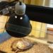 Heat Lamp For Box Turtle