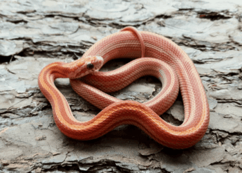 How Do I Know If My Corn Snake Is Dying
