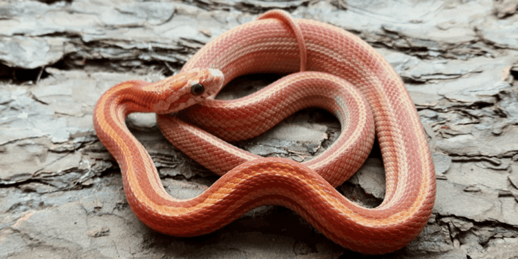 How Do I Know If My Corn Snake Is Dying