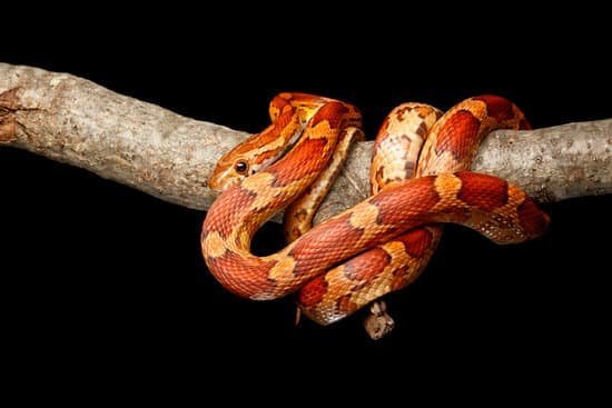 How Long Can a Corn Snake Go Without Eating