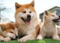 Do Akitas Tolerate Hot Weather? | MyPetCareJoy