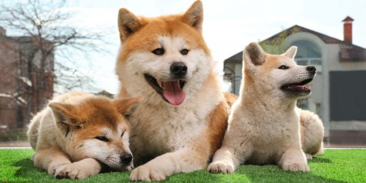 How Much Should Akita Weigh And Grow