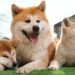 How Much Should Akita Weigh And Grow