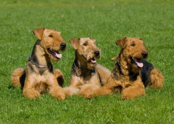 How To Care For Airedale Terrier